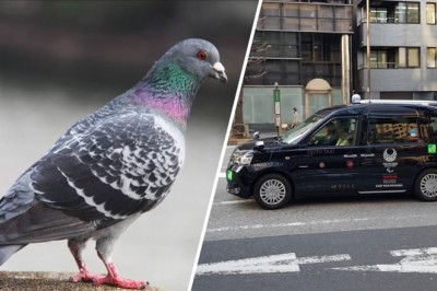 Taxi driver arrested for killing pigeon in Japan