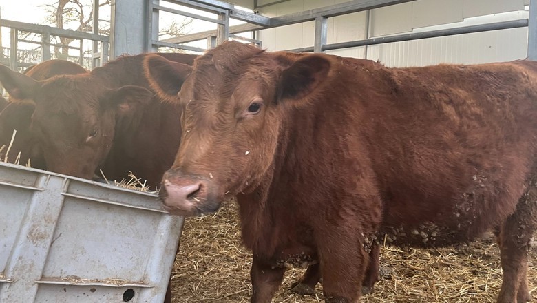 Red heifer ritual expected to be performed at Al-Aqsa on April 10 to build Jew's Third Temple