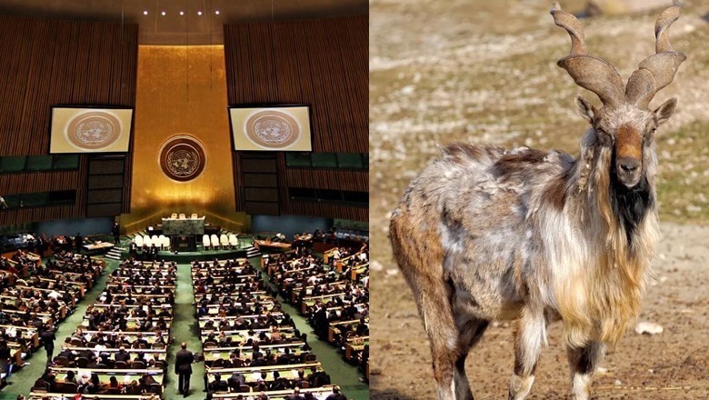 UNGA declares May 24 as int’l day of Markhor