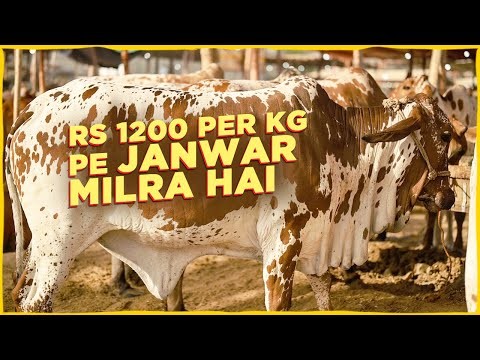 Karachi's cattle market offers sacrificial animals for Rs1,200 per kg