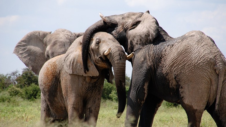 Elephants use unique names to call each other: study