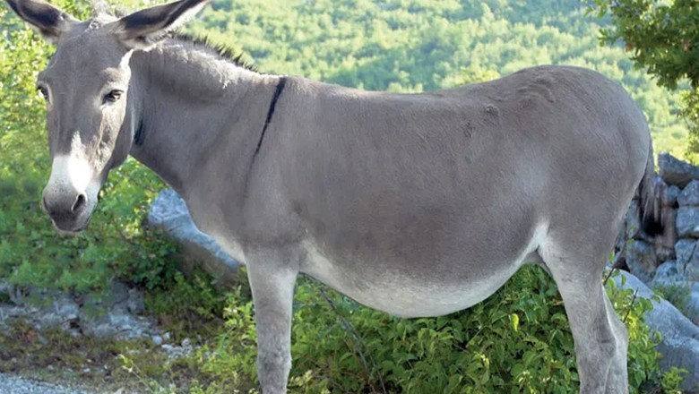 Man amputates donkey’s leg in Hyderabad