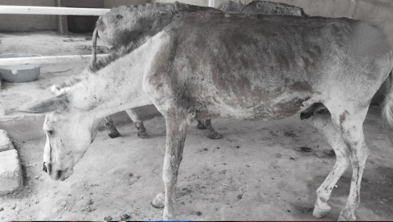 Tortured Hyderabad donkey dies in Karachi