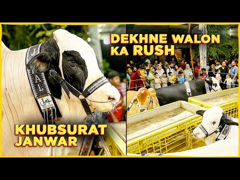 Heavy Bulls near Continental Bakery Karachi