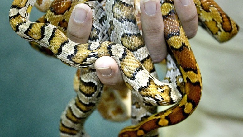 Passenger caught smuggling 100 live snakes in his trousers at Chinese airport