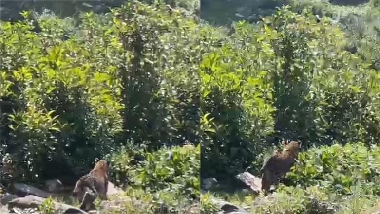 VIDEO: Wildlife team frees leopard in AJK
