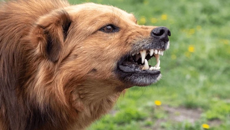 Powerful locals unleash dog on labourer’s daughter in Chishtian