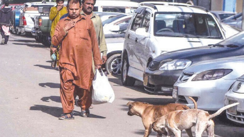 Sindh reports 226,000 dog bite cases, 12 deaths in 10 months