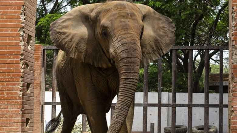 Sonia, African elephant passes away at Karachi Safari Park
