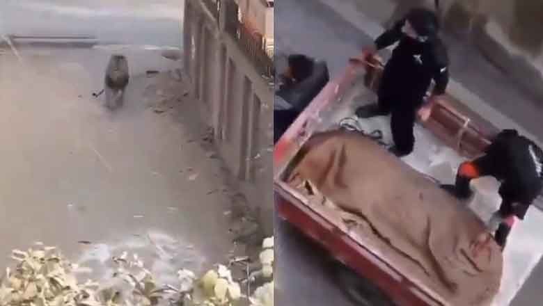 Pet lion shot dead by security guards in Lahore's Harbanspura