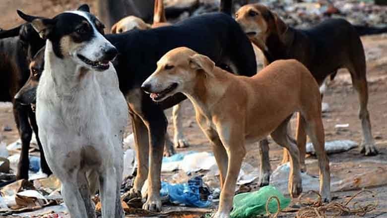 Stray dogs attacked 300,000 people in Sindh in 2024