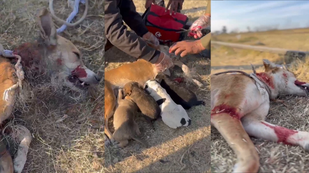 Dog, puppies tied to train tracks get a new chance at life