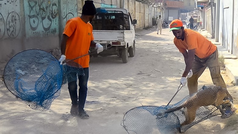 Over 10,000 dog bite cases reported in Karachi in just two months