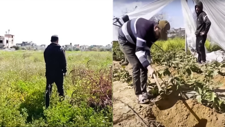 Gaza farmers restart agriculture on war-ravaged lands after 15 months of Israeli offensive