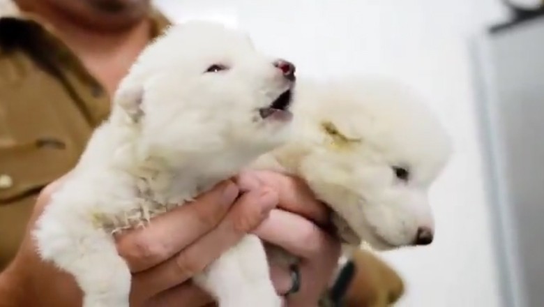 Scientists revive Ice Age predator, the dire wolf, after 12,500 years of extinction