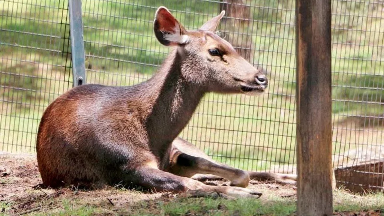 Indian deer caught by locals in Punjab's Narowal