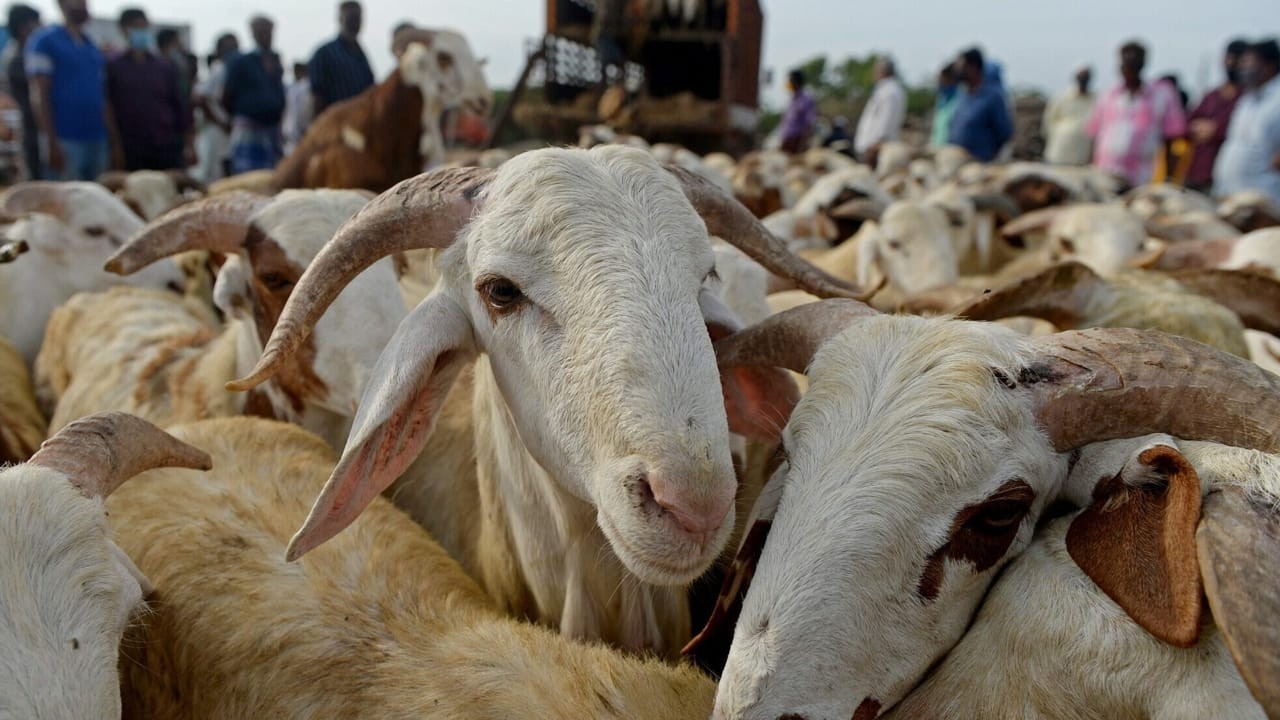 Eidul Adha expected holidays in Pakistan revealed