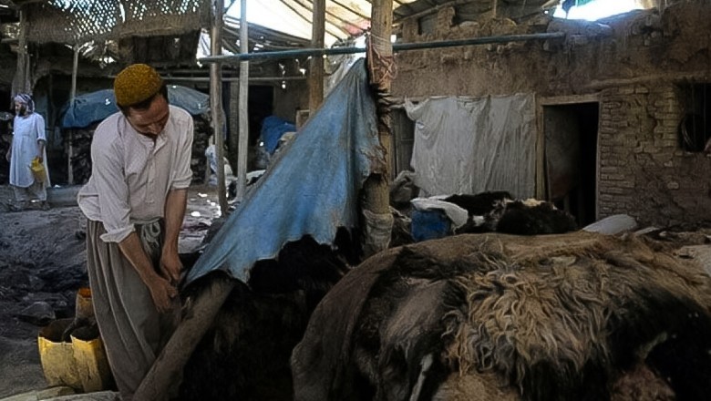 Sindh govt bans publicity for animal hide collection on Eidul Azha