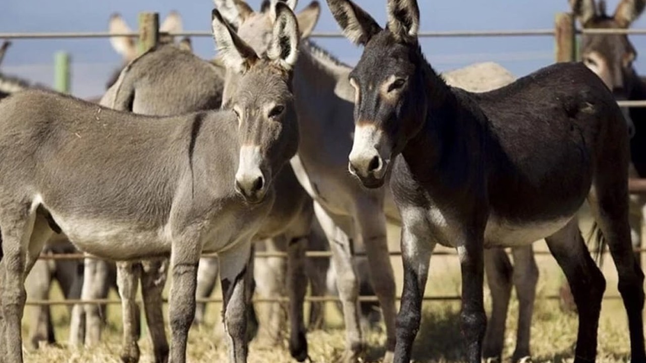 Pakistan's donkey population crosses 6 million