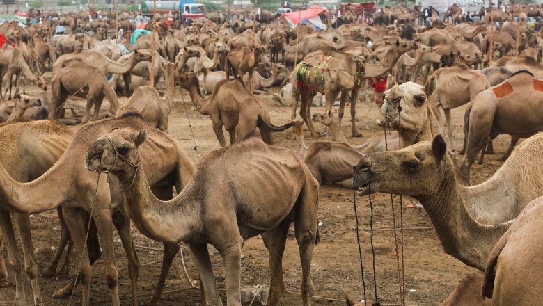 Sindh governor announces sacrifice of 250 animals on Eidul Adha