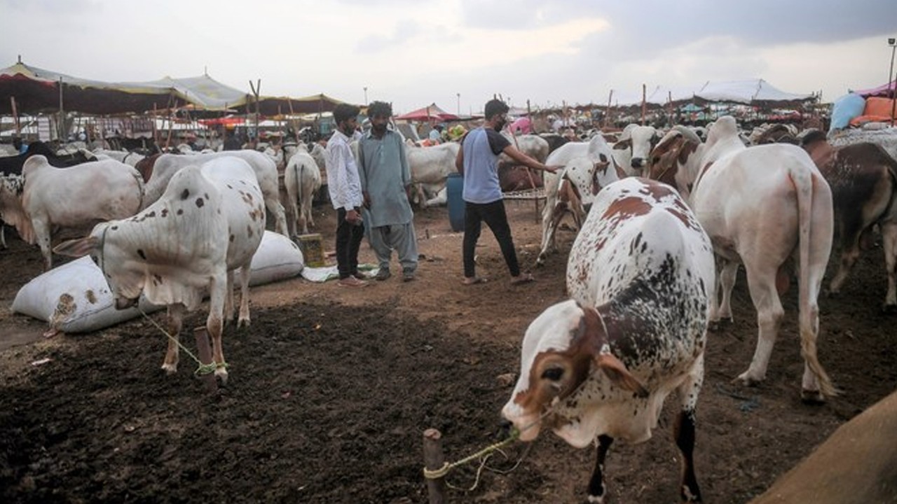 Pakistan records drop in animal sacrifices during Eidul Adha