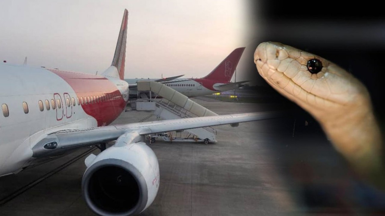 Snakes found on India-bound passenger plane