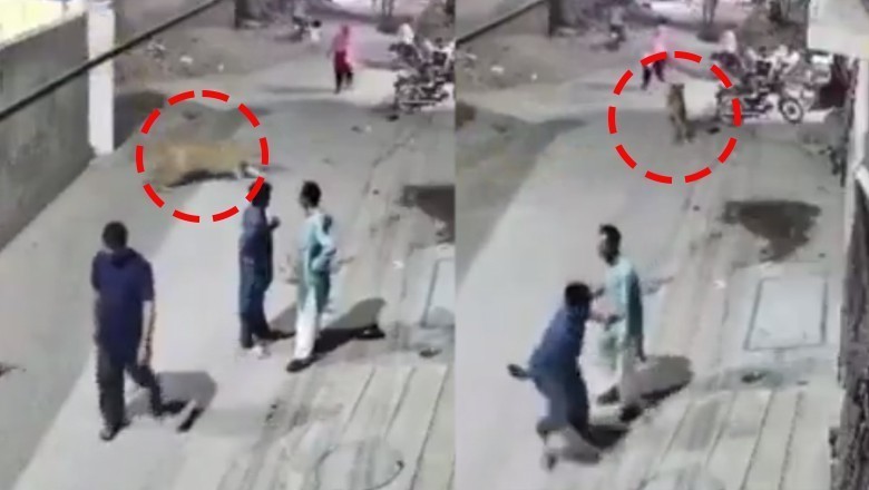 Lahore court orders Safari Park transfer for lion after attack on children