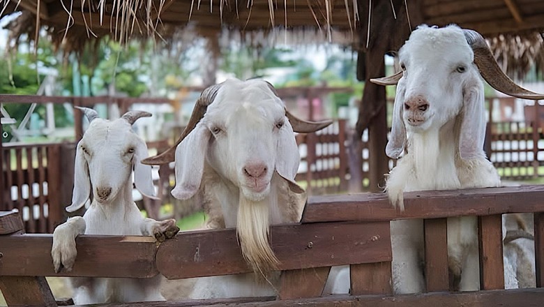 Landlord runs over goat in dispute over path in Pakpattan
