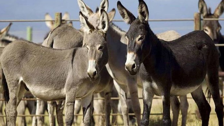 Pakistan’s donkey meat export may rise as Chinese companies apply for license