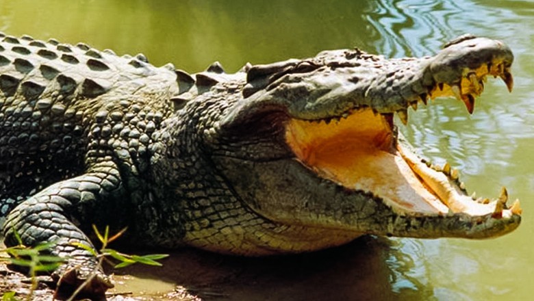 Crocodile attacks woman washing clothes in Sukkur’s Nara Canal