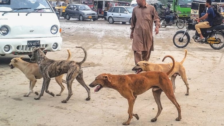 Dog bites claim six lives in Karachi due to rabies