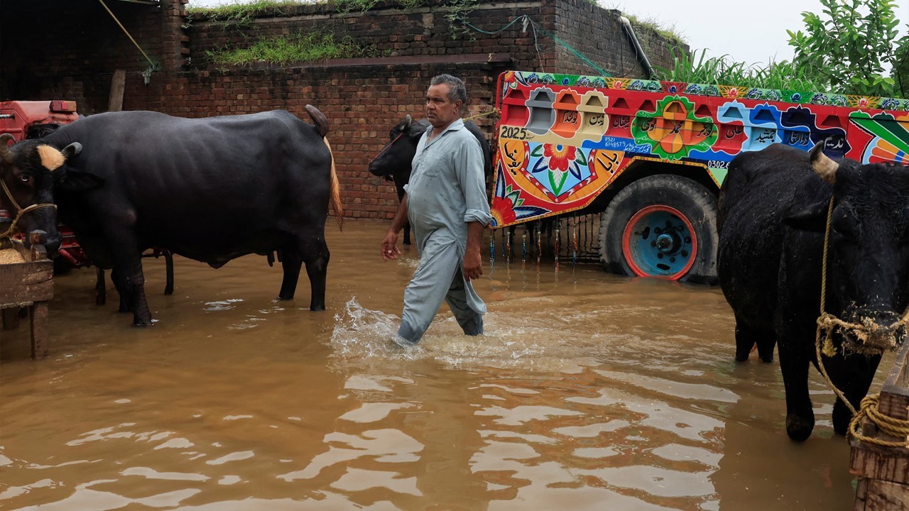 “All streets animals in Sialkot perished in floods,” says activist