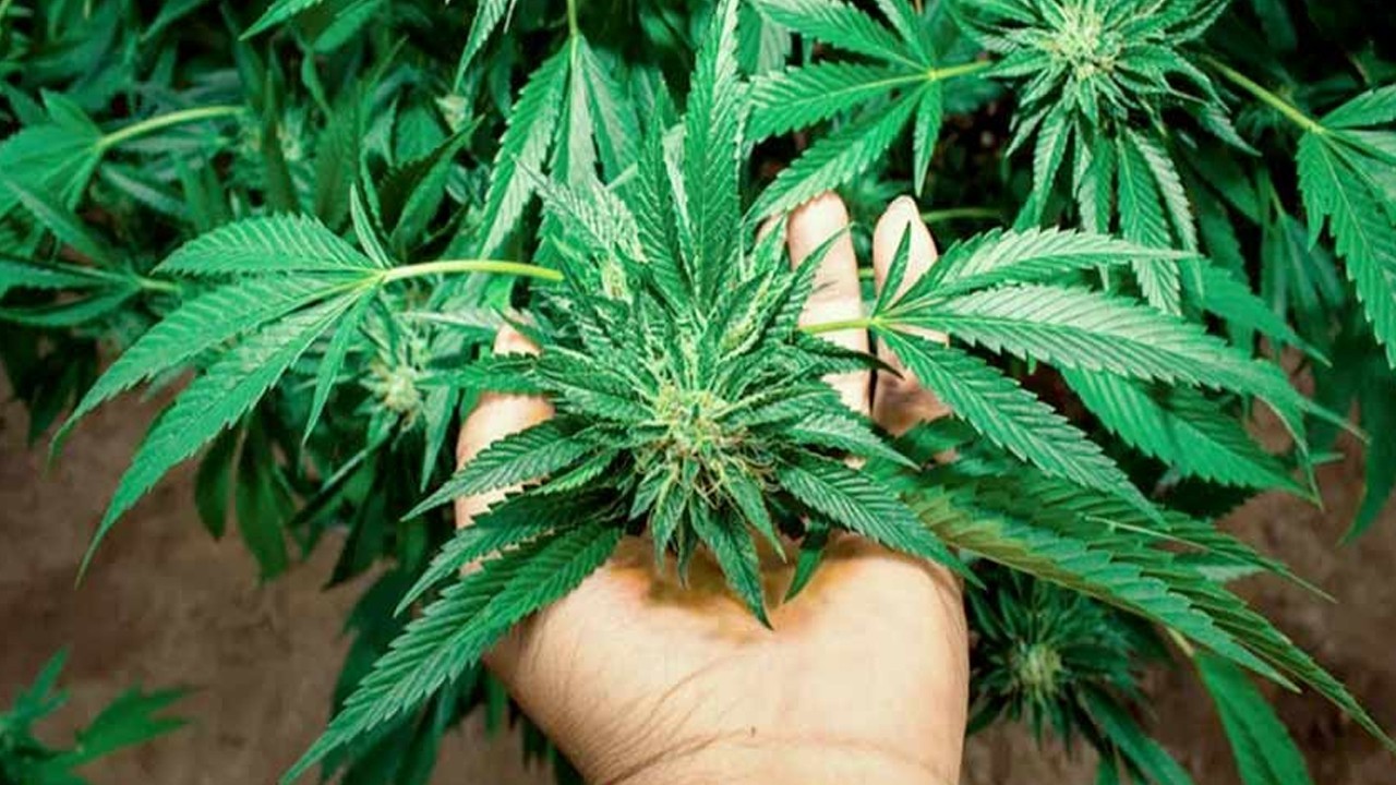 Rooftop weed farm busted in Karachi