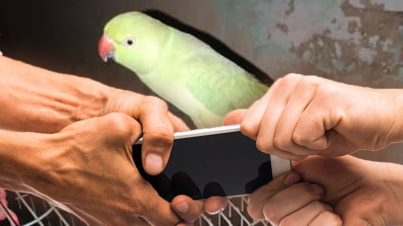 Man steals mobile phone from Karachi flat under pretext of catching parrot