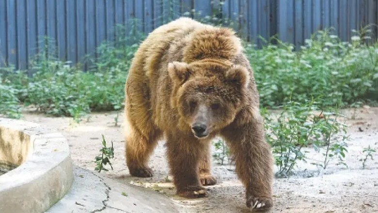 SHC takes notice of Karachi Zoo’s poor conditions, demands full report