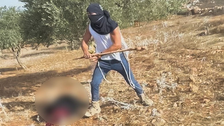 Palestinian woman brutally assaulted by Israeli settler during olive harvest in Ramallah