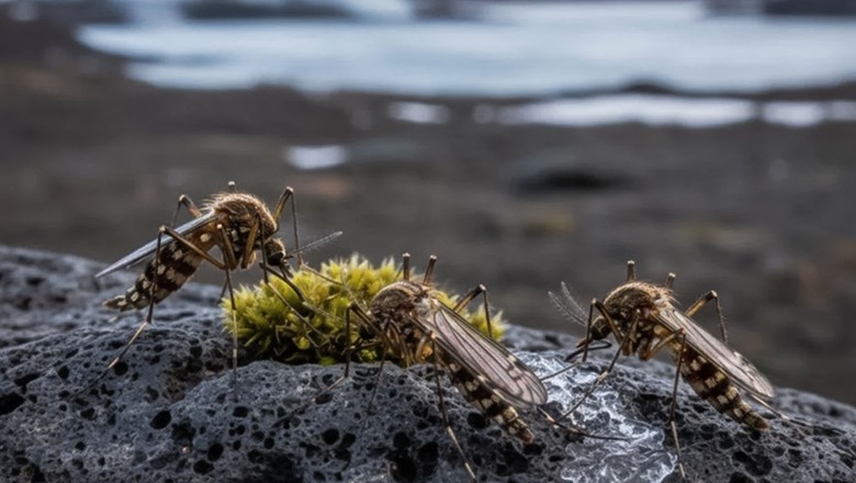 Mosquito found in Iceland for first time after record-breaking spring heat