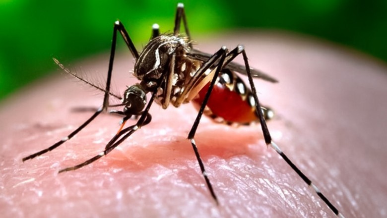 Two more die of dengue in Karachi as cases surge across Sindh