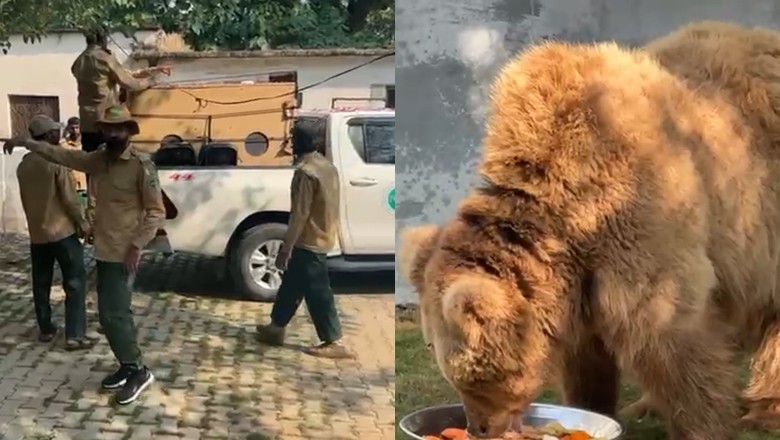 Karachi Zoo’s brown bear Rano heads to rehabilitation sanctuary in Punjab