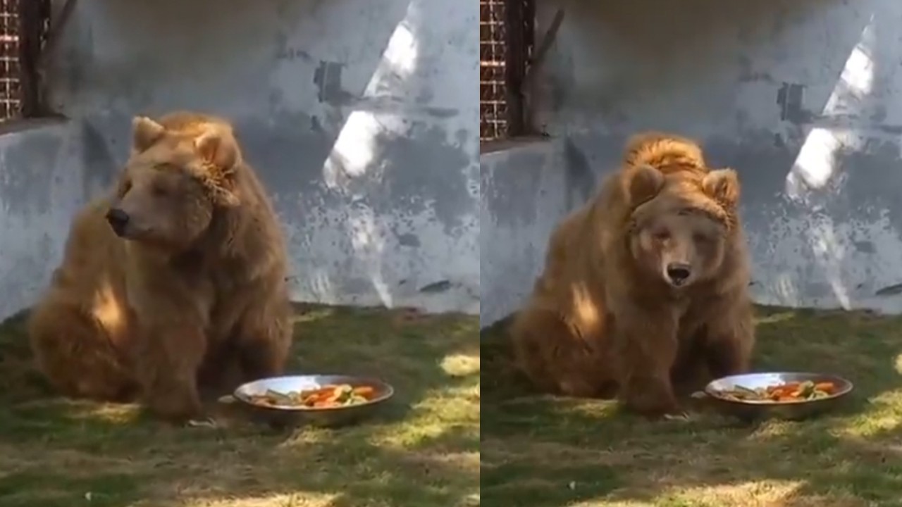 Rano bear transferred from Karachi to Islamabad