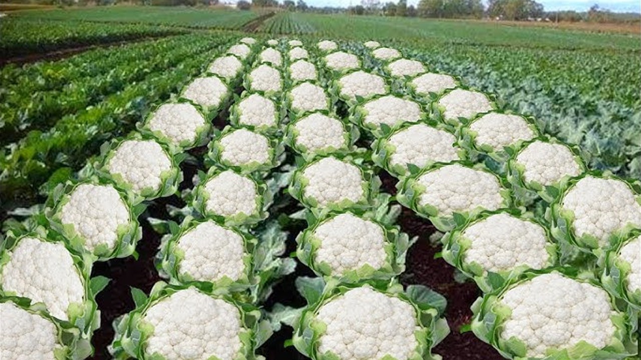 BJP minister draws anger for post linked to 1989 anti-Muslim massacre