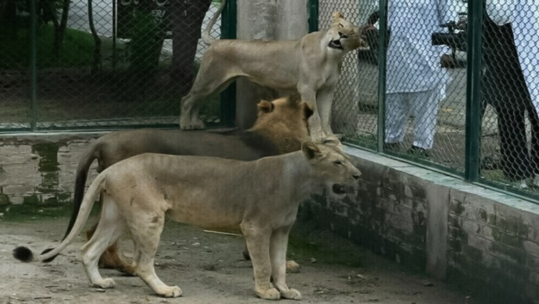 Karachi Zoo stops breeding of big cats, exotic animals on Sindh govt directive