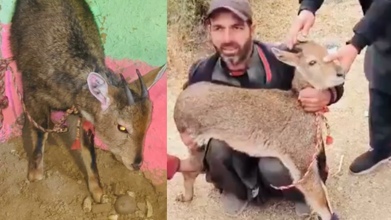 In a first, US national hunts rare Grey Goral in KP