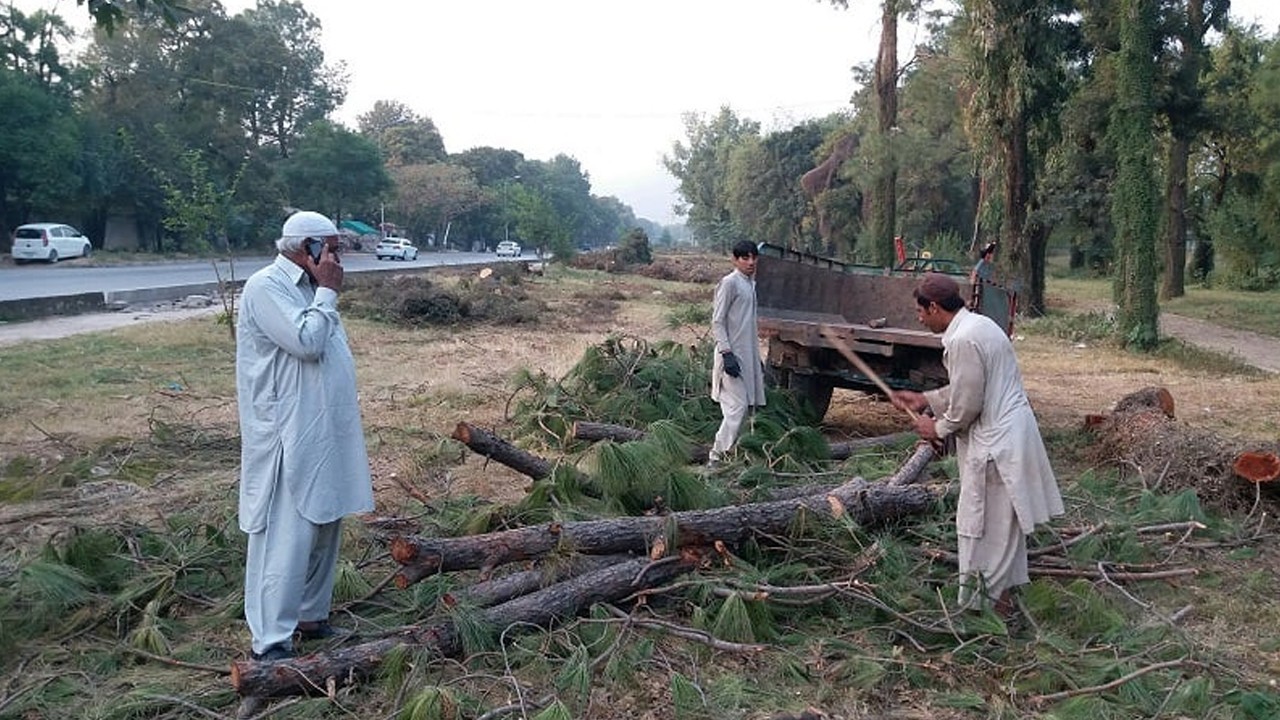 Over 29,000 trees removed in Islamabad under anti-pollen campaign