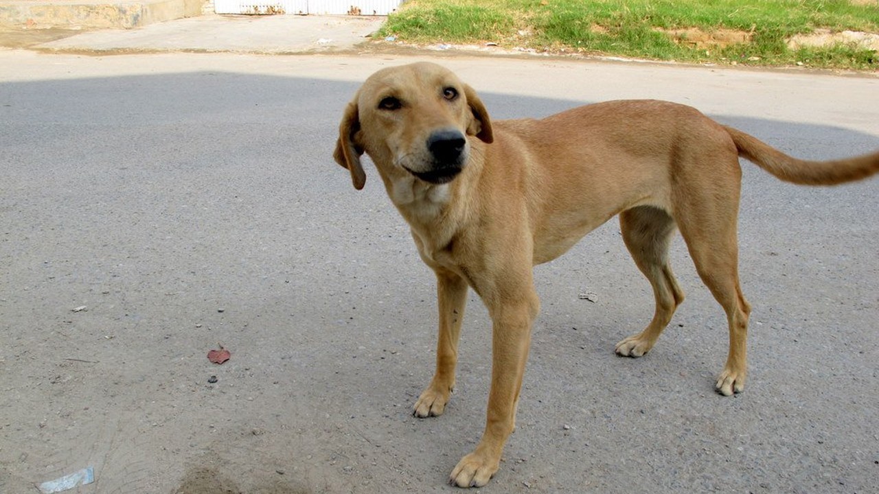Another rabies patient dies in Karachi after dog bite