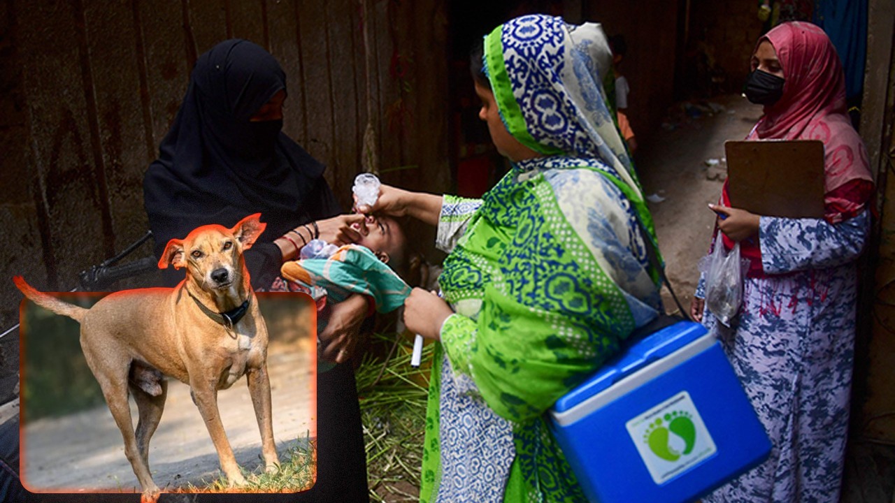 Polio worker injured in stray dog attack in Karachi
