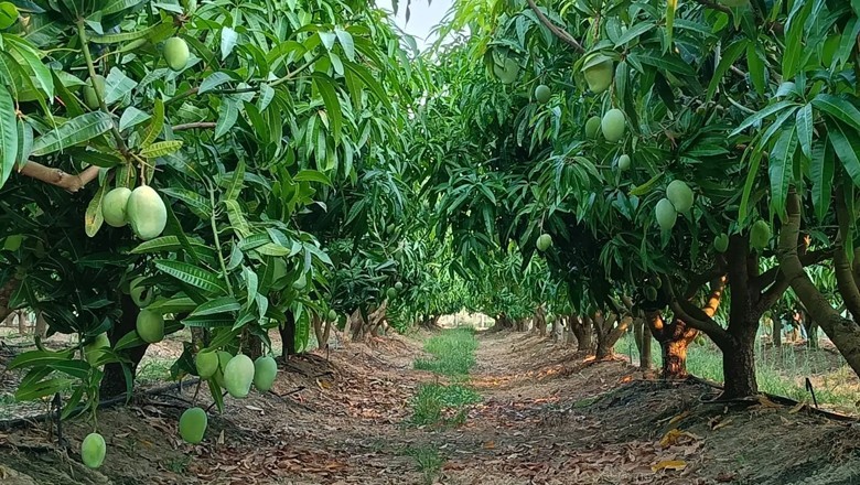 Climate change hits mango farmers