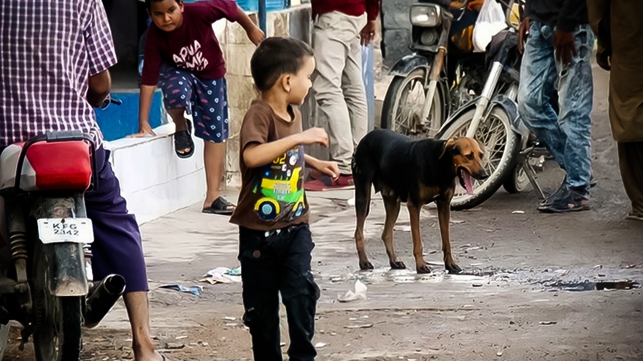 Stray dog attack claims minor's life