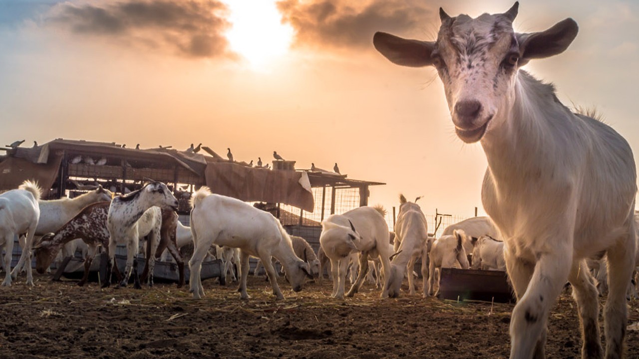 25 goats worth over Rs1.9m stolen in Karachi’s Gulistan-e-Jauhar
