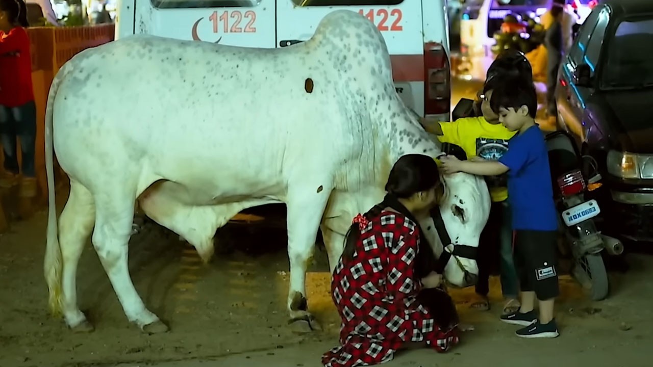 Qurbani aik Ehsass: Emotional story of sacrificial animal ‘Babloo’ touches hearts online